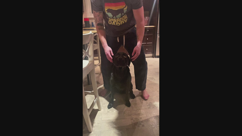 Labrador Daddy T-Shirt